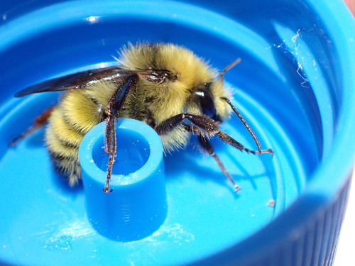 iNaturalist observation photo of Van Dyke's Bumble Bee