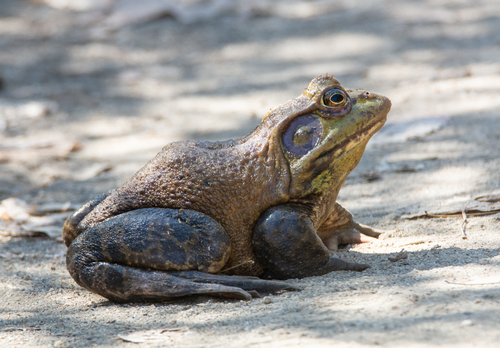 iNaturalist observation photo of American Bullfrog