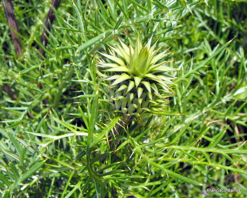 Dwarf Artichoke