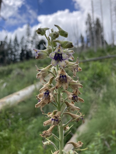 White Mountain larkspur (Delphinium novomexicanum)