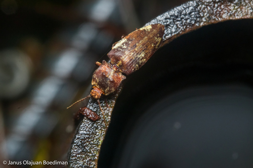 Agrypnus formosanus · iNaturalist