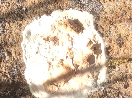 iNaturalist observation photo of Common Lichens