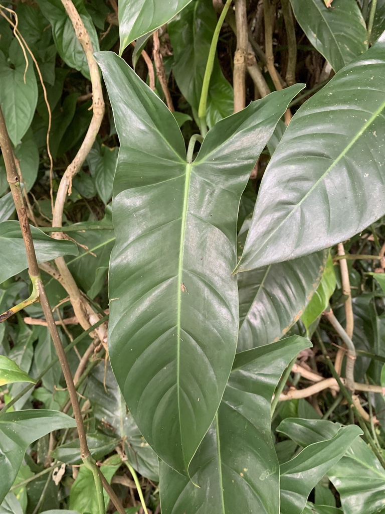 Philodendron mexicanum  iNaturalist