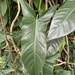 Philodendron mexicanum - Photo (c) LostInCR, todos los derechos reservados, subido por LostInCR