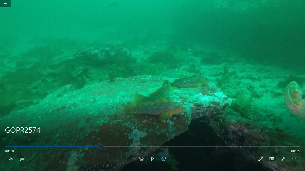 kelp-greenling-from-nanaimo-bc-canada-on-august-05-2022-at-11-00-am