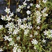 Nuttall's Saxifrage - Photo (c) Carson, all rights reserved, uploaded by Carson