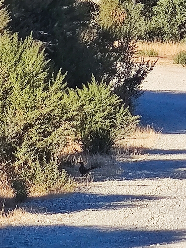 iNaturalist observation photo of California Thrasher