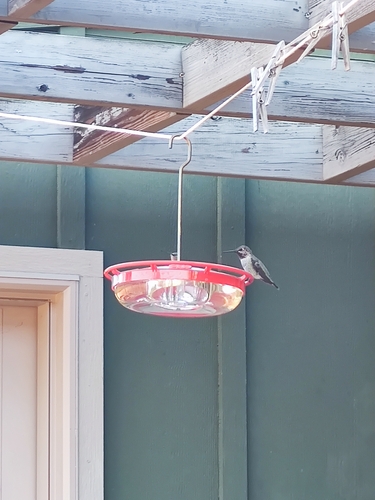iNaturalist observation photo of Anna's Hummingbird