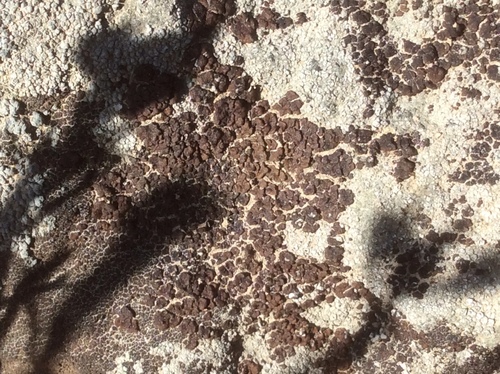 iNaturalist observation photo of cobblestone lichens