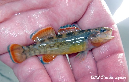 Blue River Orangebelly Darter