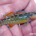 Blue River Orangebelly Darter - Photo (c) Dustin Lynch, all rights reserved, uploaded by Dustin Lynch