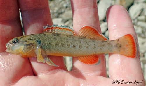 Blue River Orangebelly Darter