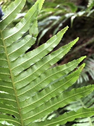 Plagiogyria