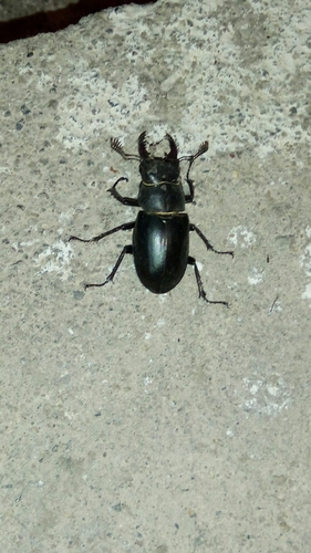Lucanus ibericus