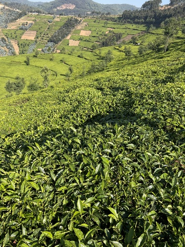 tea