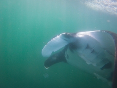 Giant Manta Ray