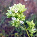 Origanum vulgare virens - Photo (c) Francisco Barros, all rights reserved, uploaded by Francisco Barros