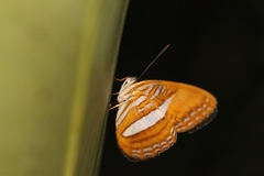 Adelpha cytherea image
