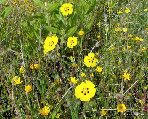 Spotted Rock-rose