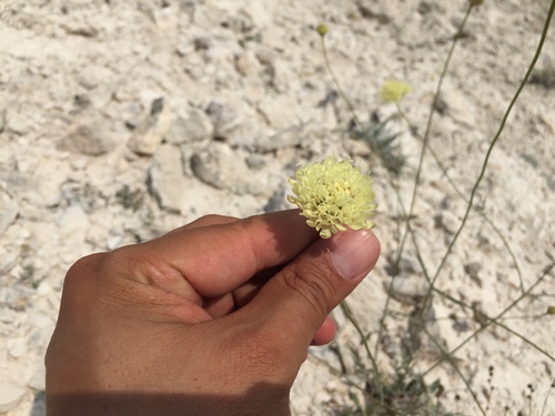 Cephalaria aytachii