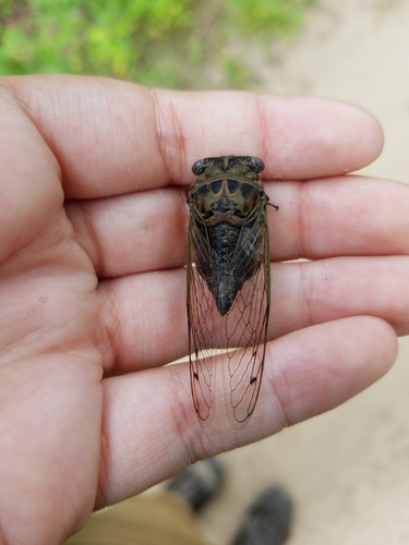 photo of Northern Dog-day Cicada (Neotibicen canicularis)