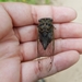photo of Northern Dog-day Cicada (Neotibicen canicularis)