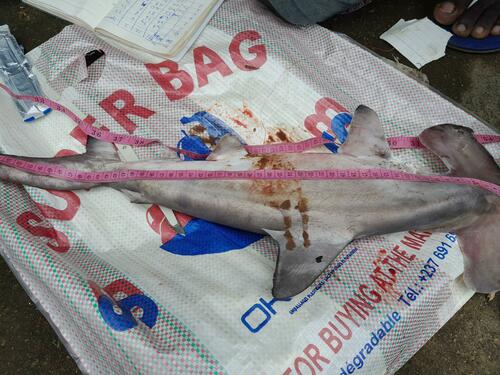 Scalloped Hammerhead