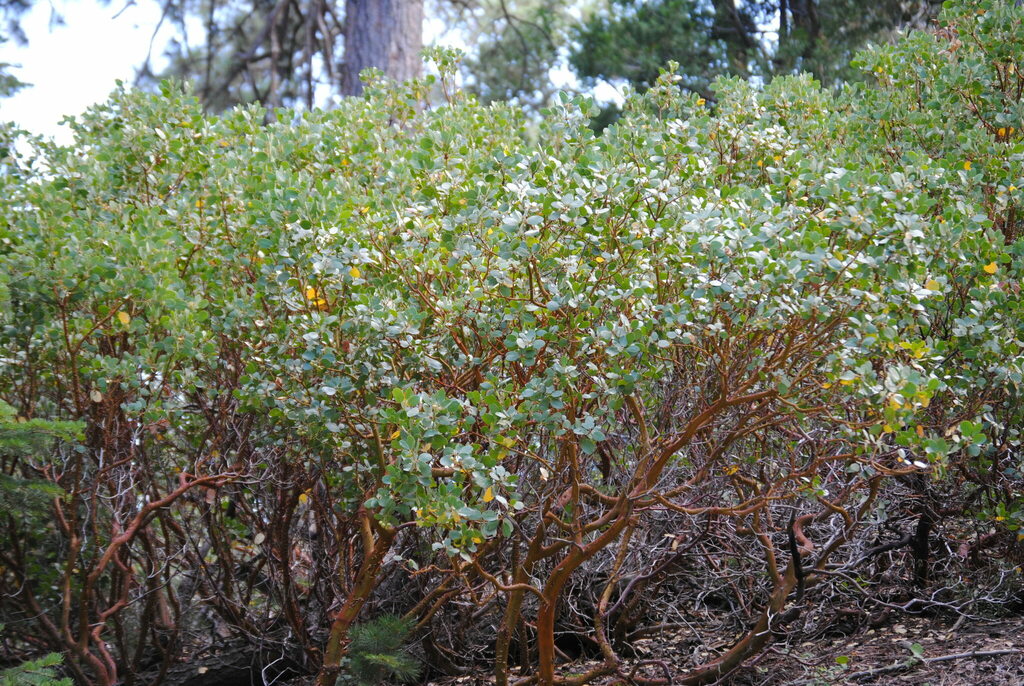 greenleaf manzanita from 9665 Old State Rd, Alta Sierra, CA 93285, USA