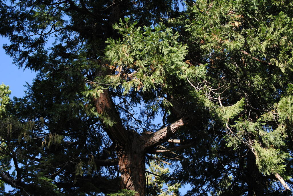California incensecedar from 9665 Old State Rd, Alta Sierra, CA 93285