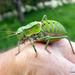 Hooded Saddle Bush-Cricket - Photo (c) Francisco Barros, all rights reserved