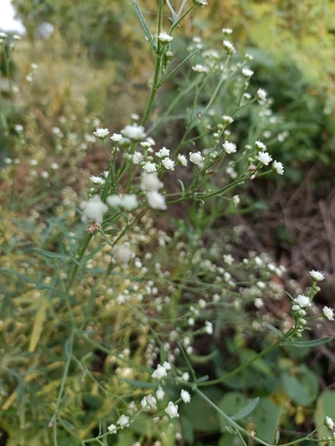 Santa Maria feverfew
