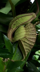 Aristolochia grandiflora image