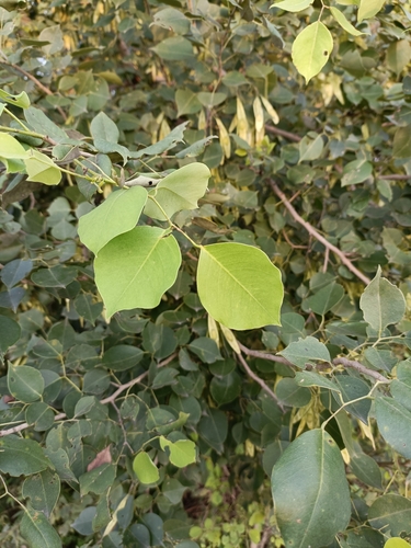 Indian Rosewood