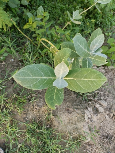 giant milkweed