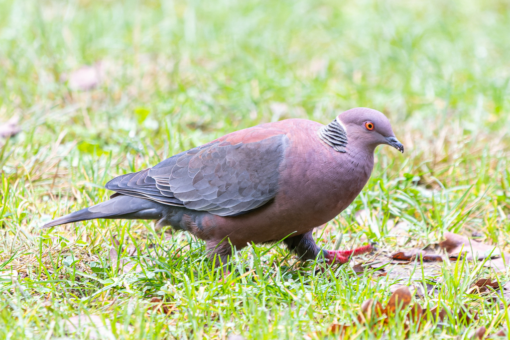 Chilean Pigeon (Patagioenas araucana) photo