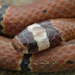 環紋華珊瑚蛇 - Photo 由 Caius Cheung 所上傳的 (c) Caius Cheung，保留所有權利