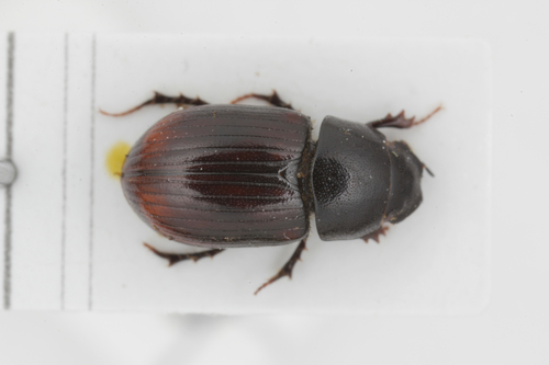 Agrilinus constans
