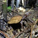 龜鱉目 - Photo 由 Nam Nguyen 所上傳的 (c) Nam Nguyen，保留所有權利