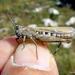 Iberian Field Grasshopper - Photo (c) Francisco Barros, all rights reserved, uploaded by Francisco Barros