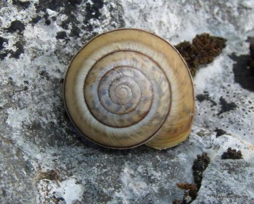 Portugala inchoata