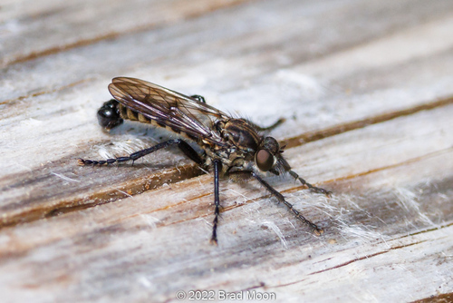 Lasiopogon pacificus