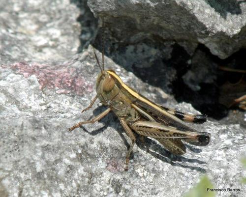 Ramburiella hispanica (Rambur, 1838)