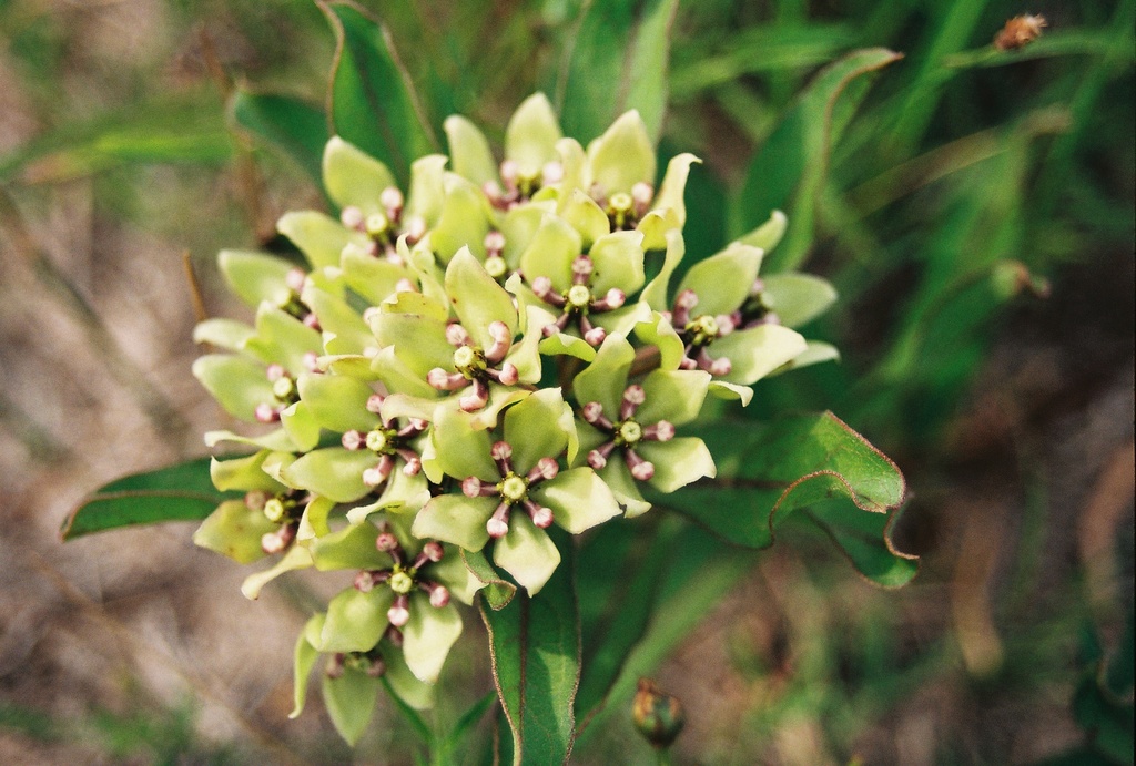 Green Antelopehorns