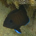 Brown Pygmy Angelfish - Photo (c) Delana, all rights reserved, uploaded by Delana