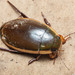 Vertical Diving Beetle - Photo (c) Steven Wang, all rights reserved, uploaded by Steven Wang