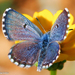 False Baton Blue - Photo (c) Valter Jacinto, all rights reserved