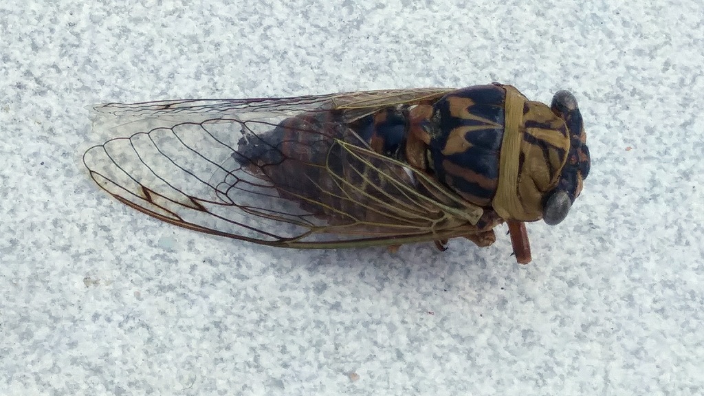 Resh Cicada in August 2022 by Sindy Vee. A dead cicada lying on hot ...