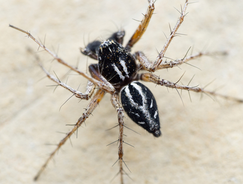 Variegated Lynx Spider