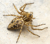 Variegated Lynx Spider - Photo (c) Benjamin Fabian, all rights reserved, uploaded by Benjamin Fabian