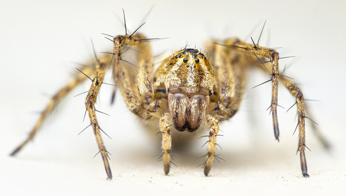 Variegated Lynx Spider